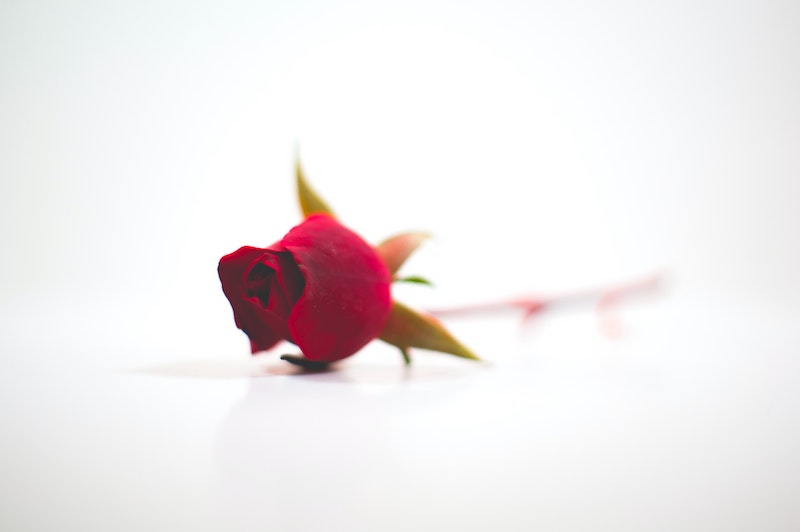 Red rose on white background